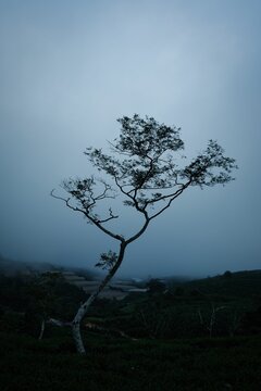 Vertical shot of growing tree in field in background of sky