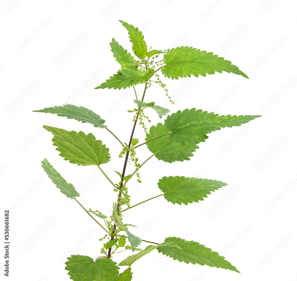 Sticker branch of green nettle.