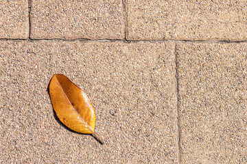 Obraz premium Fallen autumn magnolia leaf on paving slabs