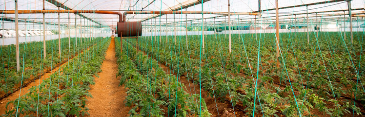 Banner Industrial greenhouse to grow tomatoes vegetables. Natural food of horticulture factory