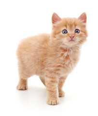 Beautiful red kitten.