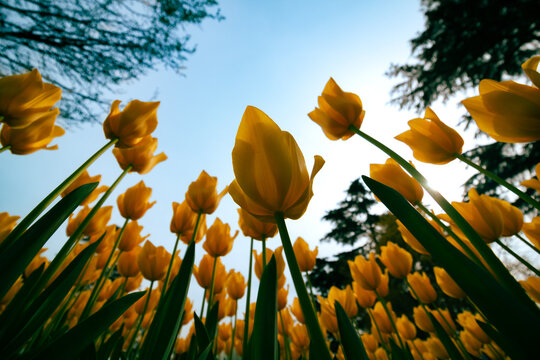 Wide angle view of tulips from below. Spring flowers background photo