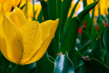 Waterdrops on the petals of yellow tulip. Spring flowers background photo