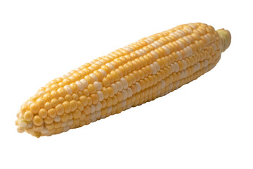 Yellow corn isolated on white background. Copyspace.