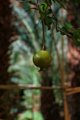 pomegranate in a Moroccan village