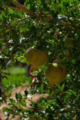 pomegranate in a Moroccan village