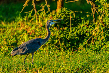 great blue heron