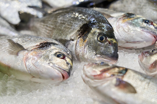Dorado fish on ice. fresh frozen. fish sale. croatia