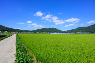 Korean traditional rice farming. Korean rice farming scenery. Korean rice paddies.Rice field and the sky in Ganghwa-do, Incheon, South Korea.