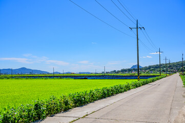 Fototapeta na wymiar Korean traditional rice farming. Korean rice farming scenery. Korean rice paddies.Rice field and the sky in Ganghwa-do, Incheon, South Korea.