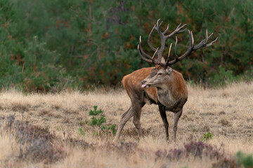 Red deer (Cervus elaphus) stag sticking out tongue while chasing hinds during rutting season on the field of National Park Hoge Veluwe in the Netherlands. Forest in the background.