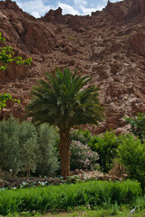 Todra gorge in Morocco, red rocks in Morocco, exploring the gorge, beautiful Moroccan landscape