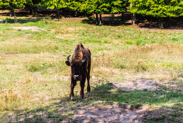 Baby european bison (Bison bonasus) at the Hateg-Slivut reserve. Hunedoara, Romania. © Sulugiuc