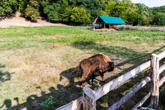 European bison (Bison bonasus) at the Hateg-Slivut reserve. Hunedoara, Romania.