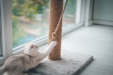 Close up of a cute scottish fold kitten playing with a scratching post. Cat playing with a rope on...