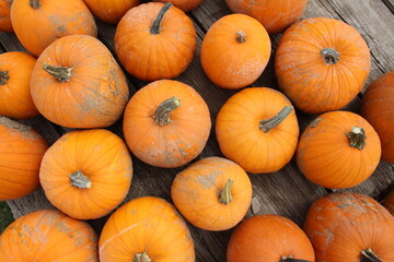 pile of pumpkins