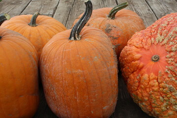 pumpkins and gourds