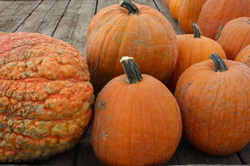 pile of pumpkins