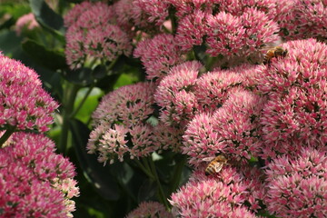 sedum pink flowers and bee