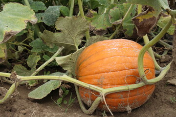 pumpkin in a field