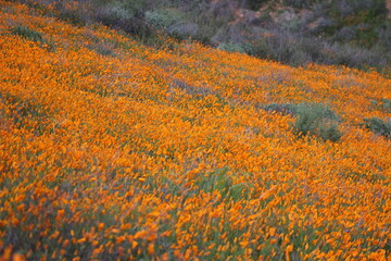 Vibrant wildflowers blanket the landscape in a breathtaking super bloom at Lake Elsinore, CA, creating a stunning burst of color and natural beauty.
