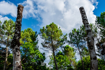 Fototapeta premium Big trees