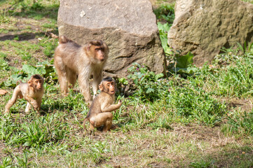 Animals – monkey family outdoors.