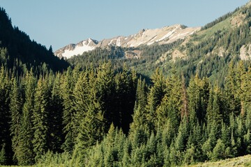 Alpine Trees and mountains in Big Cottonwood Canyon, Utah - obrazy, fototapety, plakaty