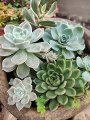 cactus in a garden