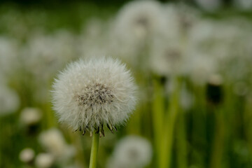 wilder Löwenzahn als Pusteblume im Herbst