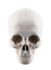 Human skull isolated on white background with clipping path