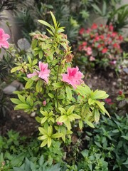 pink flowers in the garden