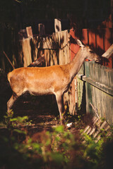 deer in the woods next to a wooden shed 