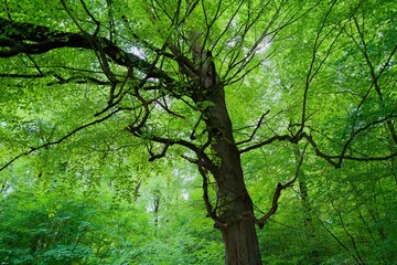 destictive beech tree in the green forest