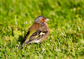 Chaffinch.
 A songbird of the finch family. Size - 14-18 cm. The color of the plumage is dominated by burgundy, and brown, and blue, and gray, and white, and green shades.