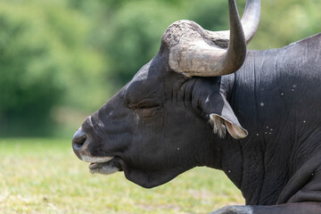 Obraz premium Head shot of a male African buffalo (syncerus caffer)