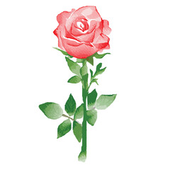 Naklejka premium water color drawing red rose flower