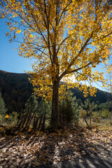 leaves on autumn, bolu seven seas national park colored leaves on trees and ground