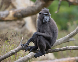 macaque sitting on tree branch