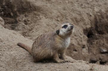 young meerkat sitting on sand
