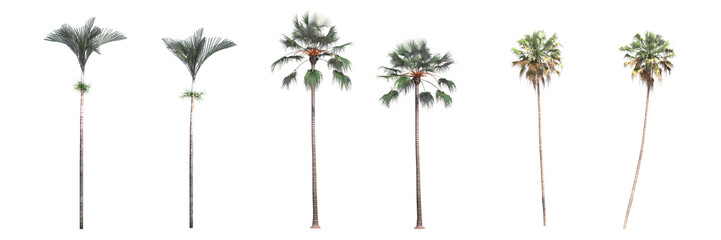 palm tree, isolate on a transparent background, 3D illustration