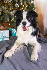 Funny portrait of cute puppy dog border collie with gift box and defocused garland lights lying down near Christmas tree at home indoors. Preparation for holiday. Happy Merry Christmas time concept.