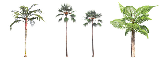 palm tree, isolate on a transparent background, 3D illustration © vadim_fl