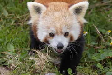 red panda showing teeth