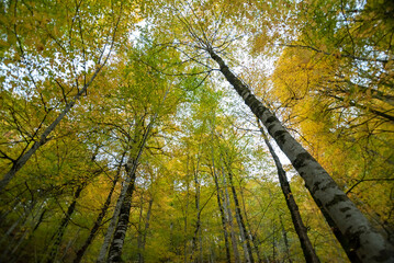 leaves on autumn, bolu seven seas national park colored leaves on trees and ground