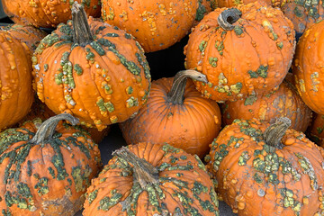 Collection of larg pumpkins. Organic pimpkins with problem. food cancer or sick.