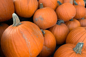 Collection of larg pumpkins. fresh orange pumpkins. autumn halloween pumpkins.