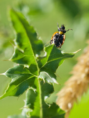 Ladybug celebrating the sun