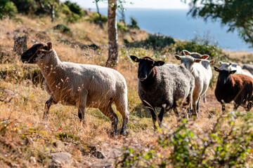 Sheep grazing on the green sides of Kullaberg naturreservat, a nature reserve in Skåne, Sweden. Sheep close to the ocean, water in background over dry summer grass on the sloping swedish hills