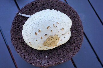 close up og a large mushroom